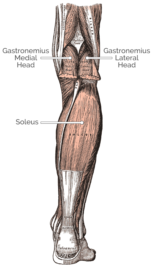 Ankle Plantar Flexion Dual Channel Gastroc