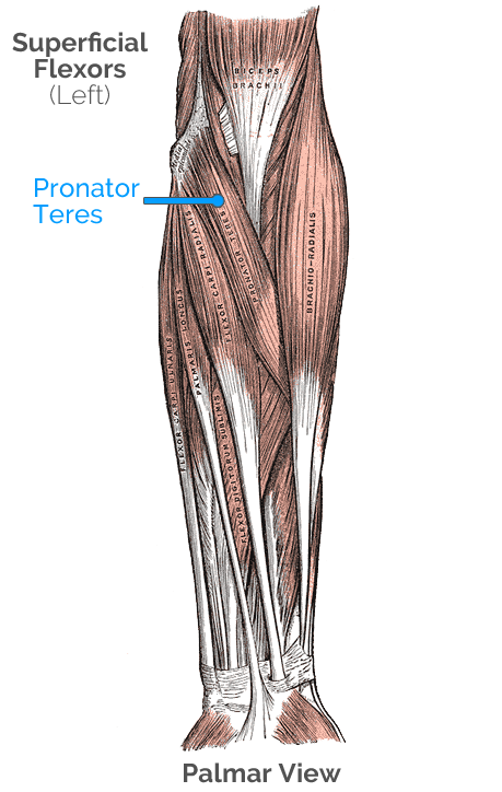 Supination and Pronation in forearm