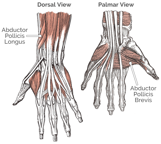 Hand Thumb Muscles Dorsal Tendons Musculus Abductor Pollicis Longus ...