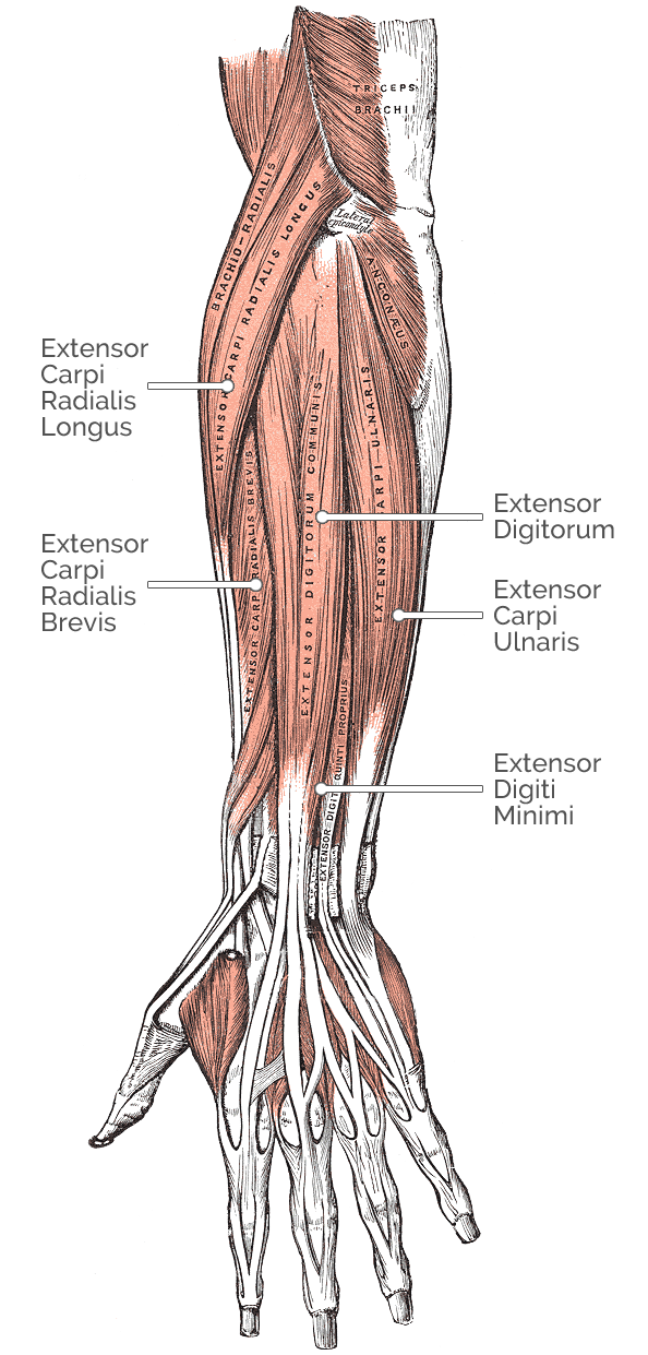 Muscles In Wrist Extension WRIST JOINT COMPLEX SQVP Muscles In Wrist Extension WRIST JOINT COMPLEX SQVP