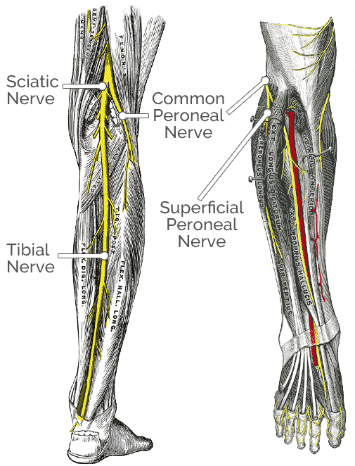 Ankle Plantar Flexion Dual Channel Gastroc